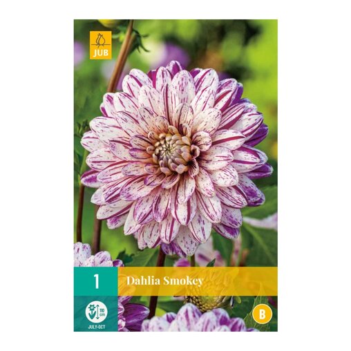 Dahlia knol Smokey (zakje van 1 stuk)